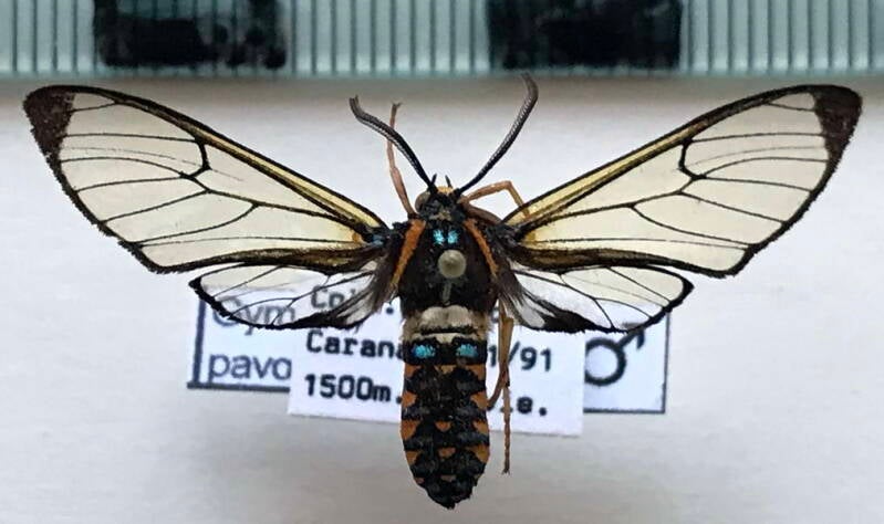 gymnelia_pavo_m_bol-standard.jpg