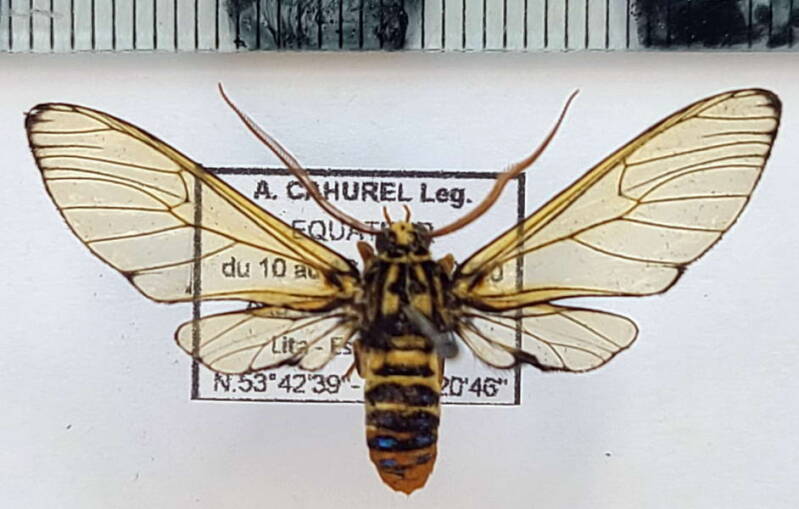 gymnelia_villia_m_eq-standard.jpg