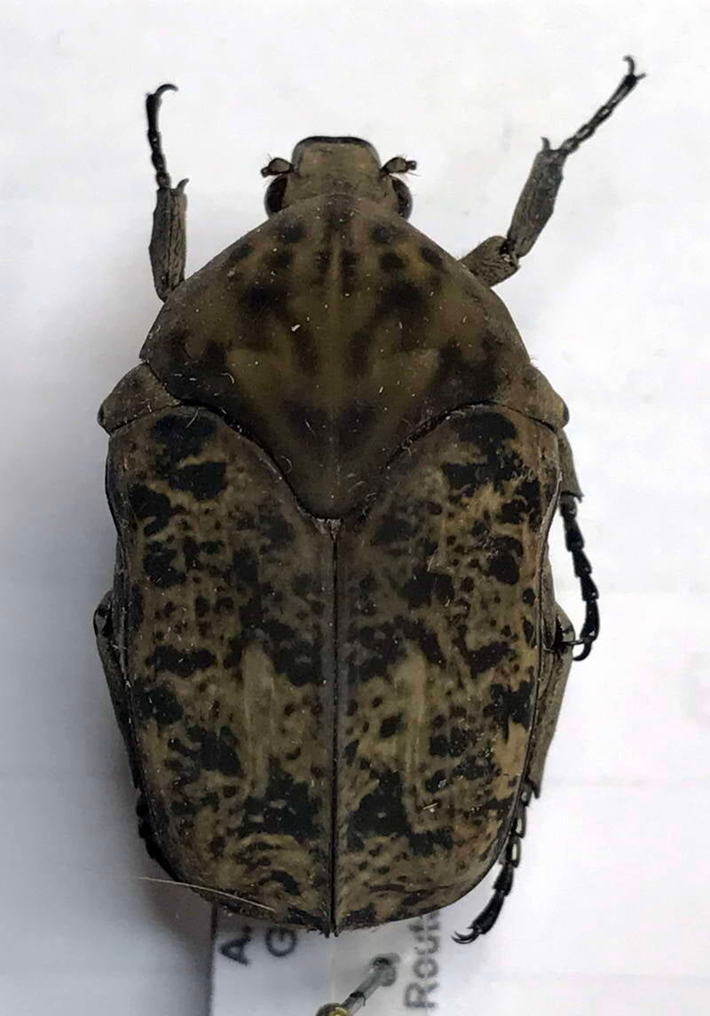 gymnetis_bajula_Guyane fr