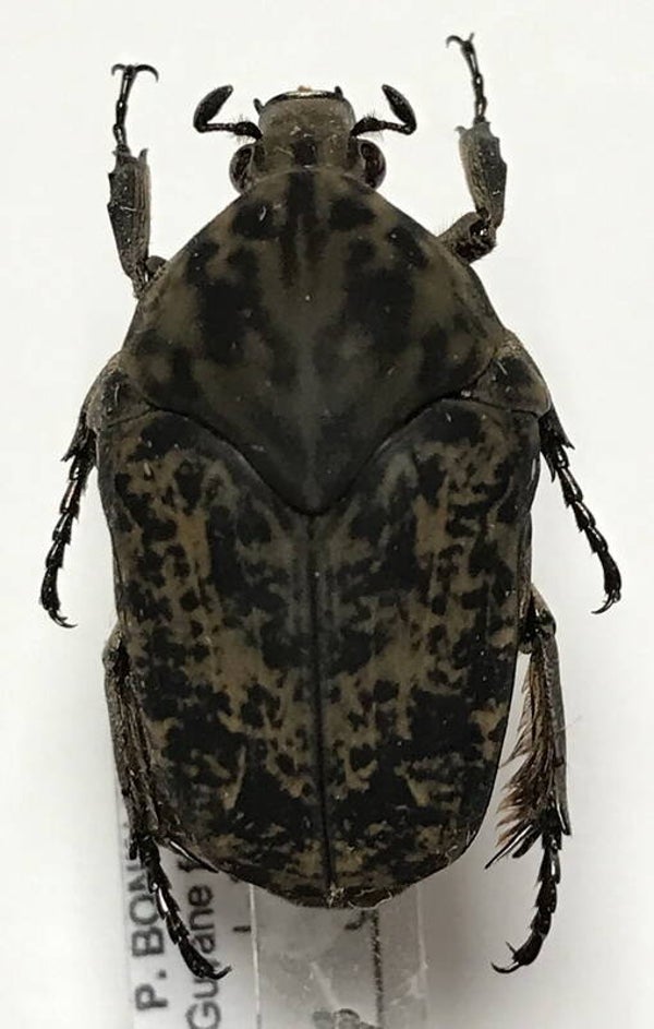 Gymnelia bajula  Guyane française