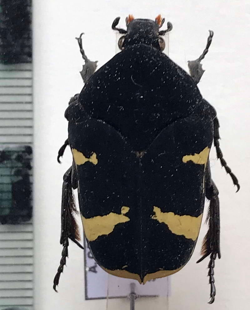 Gymnetis holosericea