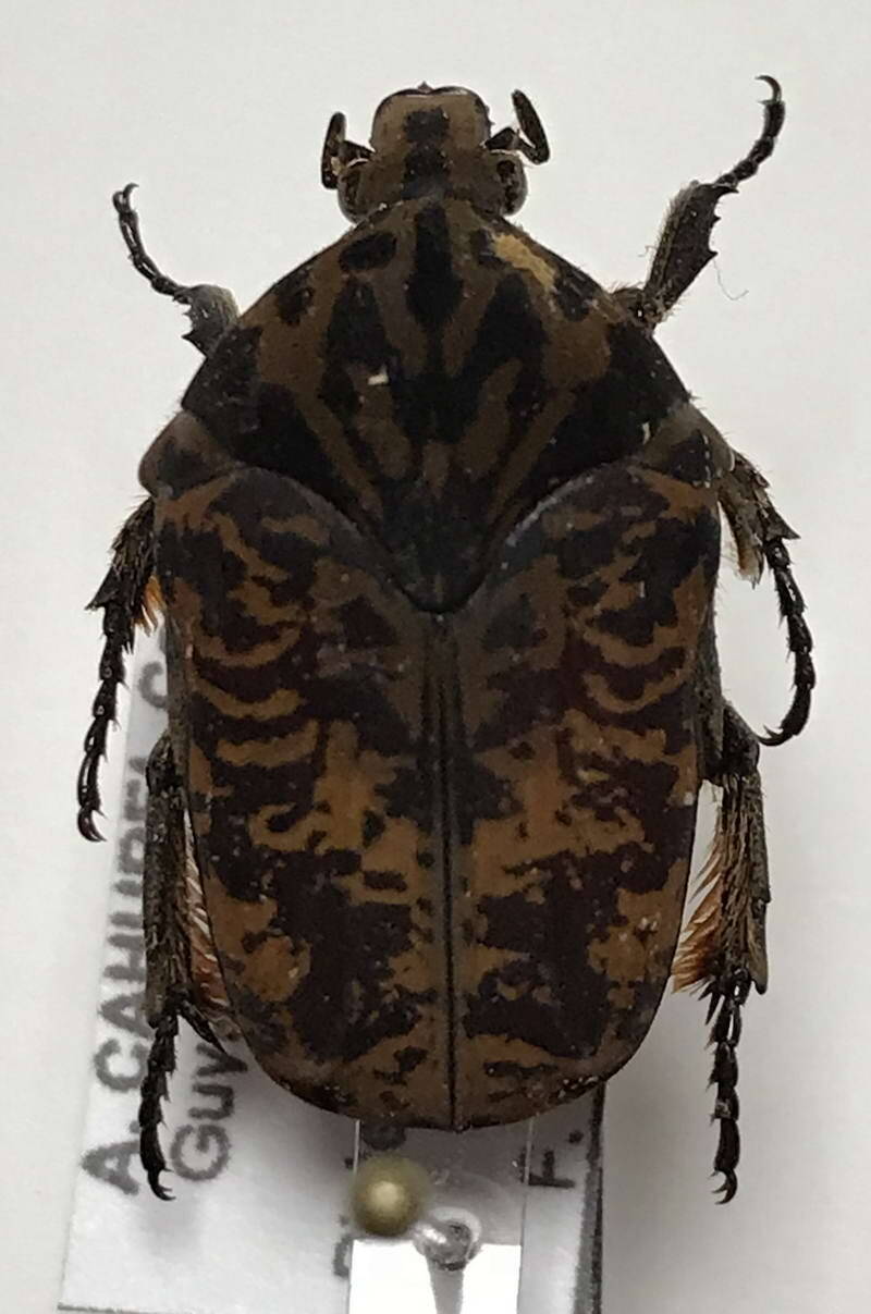 gymnetis_immunda_Guyane fr