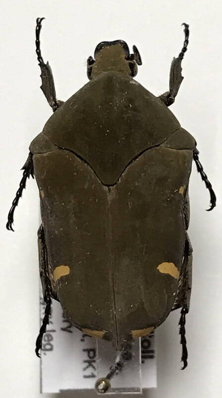 gymnetis_margineguttata_Guyane fr