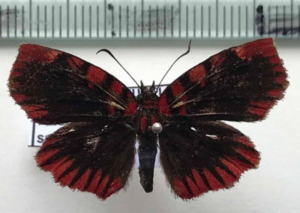 Haemactis sanguinalis  mâle A1- Equateur
