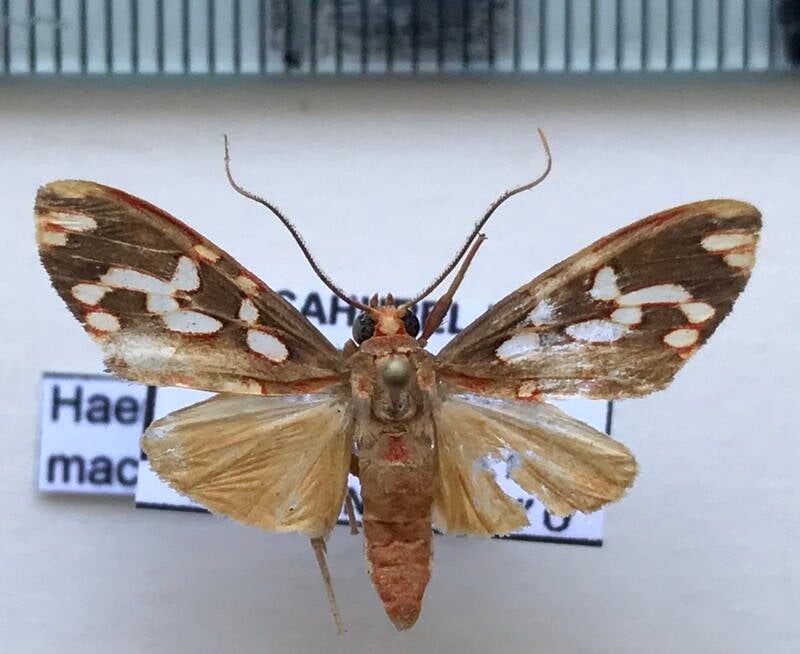 haemanota_maculata_m02_gf-standard.jpg