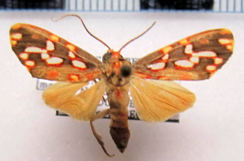 haemanota_maculata_m_gf-standard.jpg