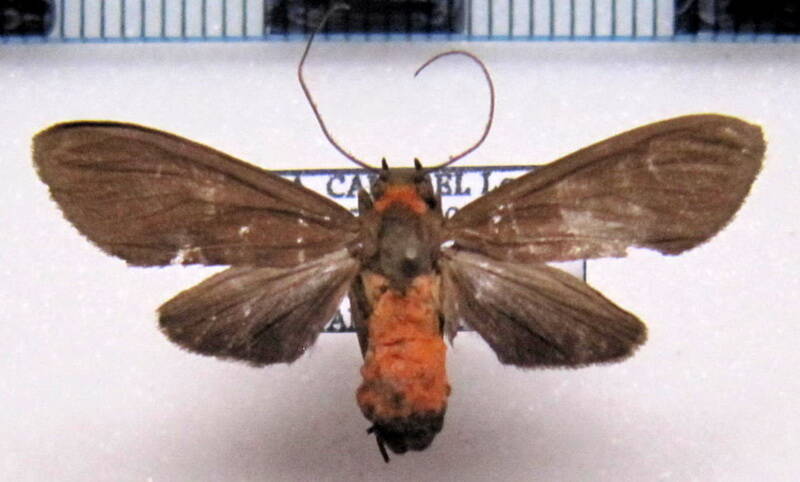 haemanota_sp_gf-standard.jpg