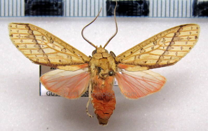 haemaphlebiella_formona_gf-standard.jpg