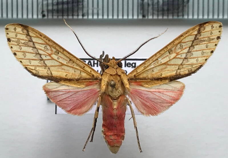 haemaphlebiella_formona_m_eq-standard.jpg
