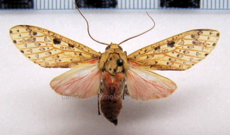 haemaphlebiella_strigata_m_gf-standard.jpg