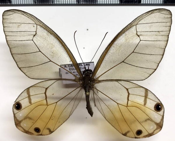 Haetera  piera negra mâle A1- Equateur