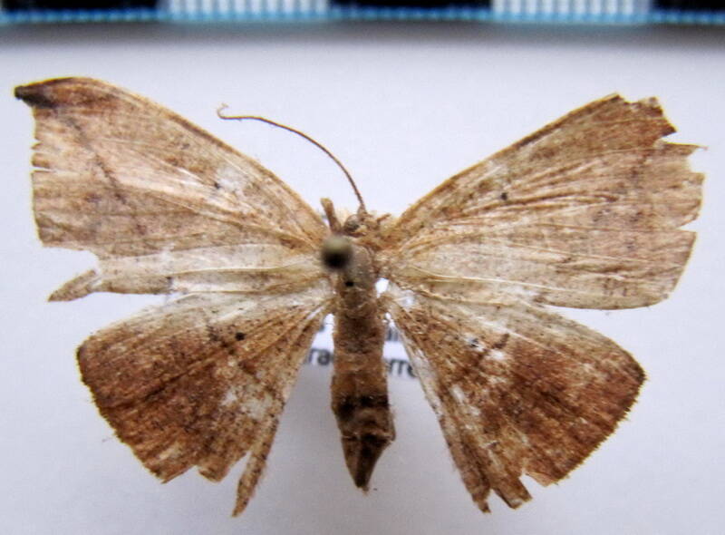 halesa_gf_sp01-standard.jpg