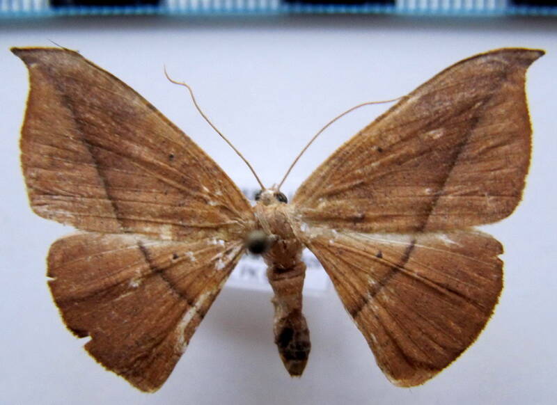 halesa_gf_sp04-standard.jpg