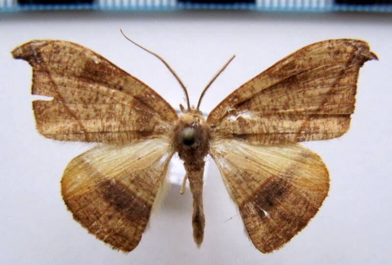 halesa_gf_sp07-standard.jpg
