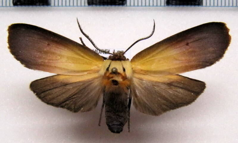 halysidota_semibrunnea_m_eq-standard.jpg