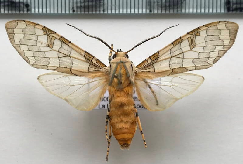 halysidota_sp503_m_eq-standard.jpg
