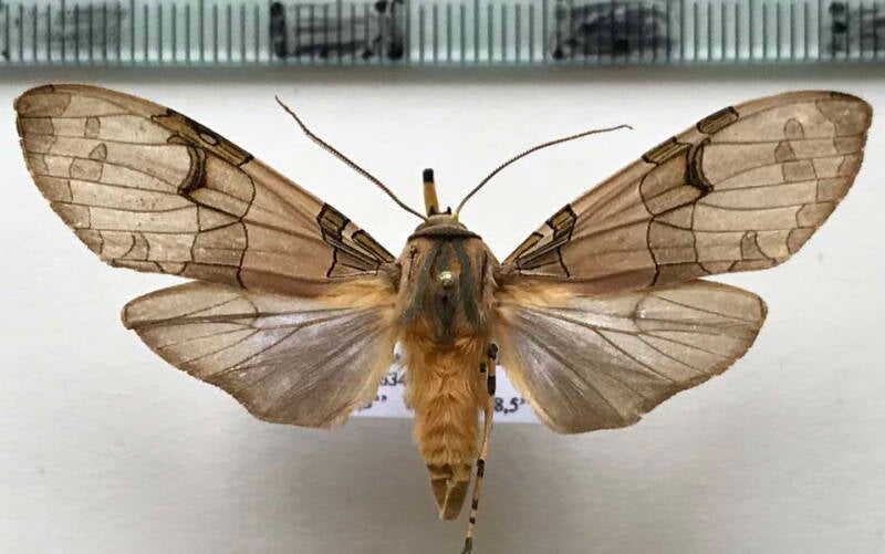 halysidota_sp803_m_guat-standard.jpg