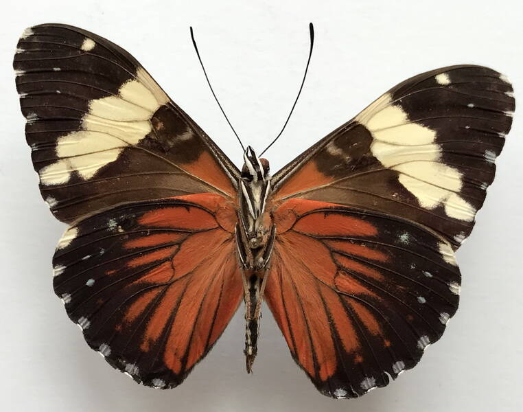 hamadryas_amphinome_amphinome_m_bresil_v-standard.jpg
