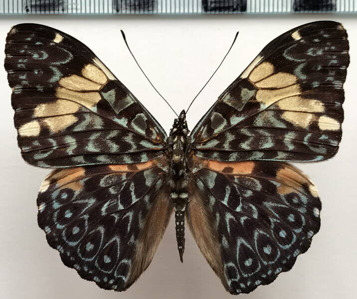 hamadryas_amphinome_fumosa_m_col-standard.jpg