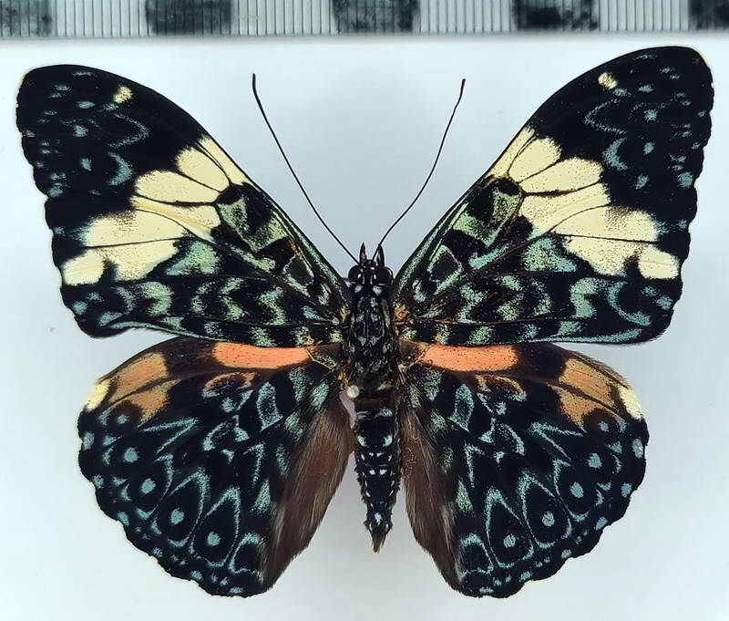 hamadryas_amphinome_m02_per-standard.jpg