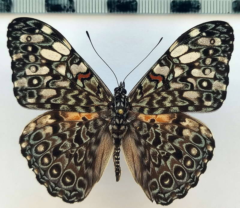 hamadryas_feronia_farinulenta_m_eq-standard.jpg