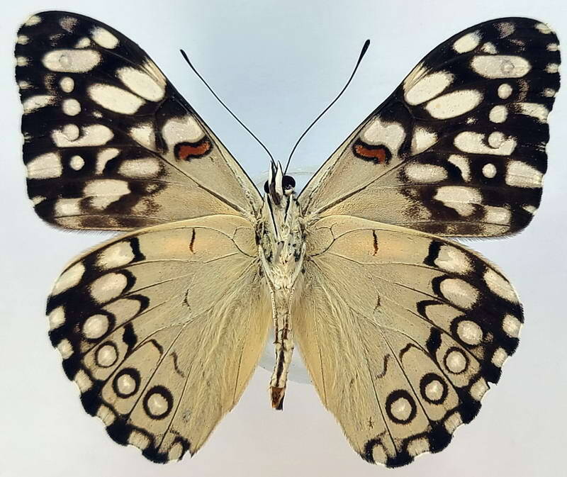 hamadryas_feronia_farinulenta_m_eq_v-standard.jpg