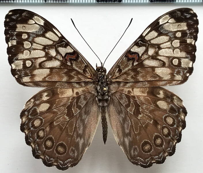 hamadryas_feronia_farinulenta_m_mex-standard.jpg