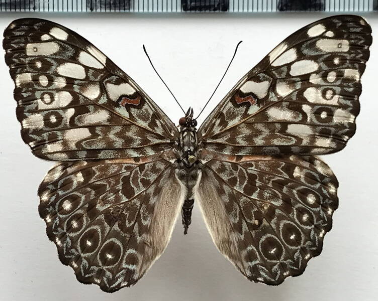 hamadryas_feronia_feronia_m_bresil-standard.jpg