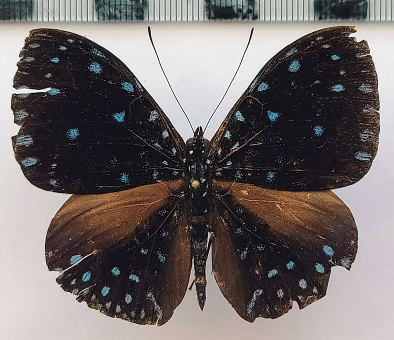 hamadryas_laodamia_saurites_m_vnz-standard.jpg