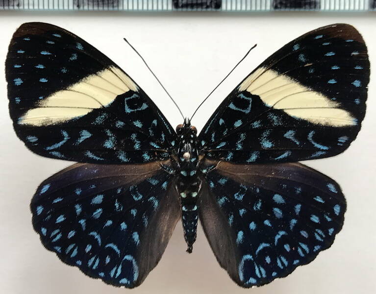hamadryas_velutina_velutina_f_gf-standard.jpg