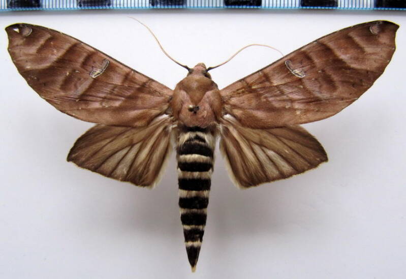 hapigia_annulata_m_gf-standard.jpg