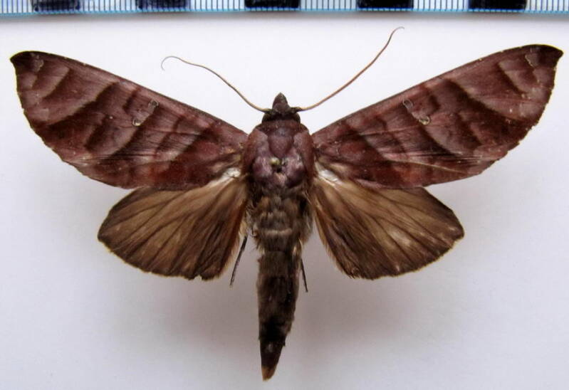 hapigia_nodicornis_gf-standard.jpg