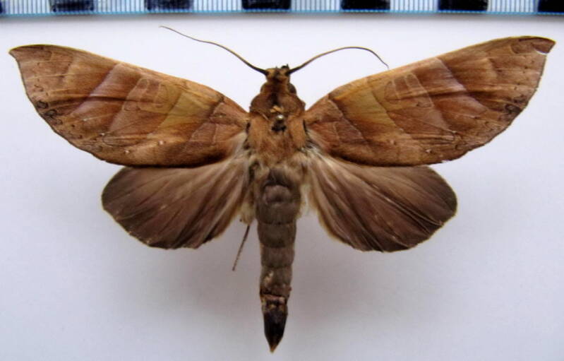 hapigia_obliqua_gf-standard.jpg