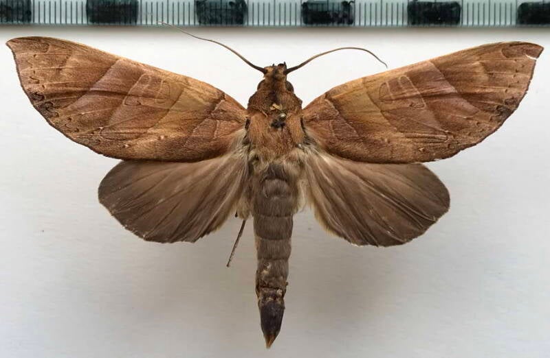 hapigia_obliqua_m_gf-standard.jpg