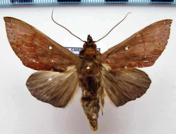 Hapigia ribbei A-  mâle Equateur