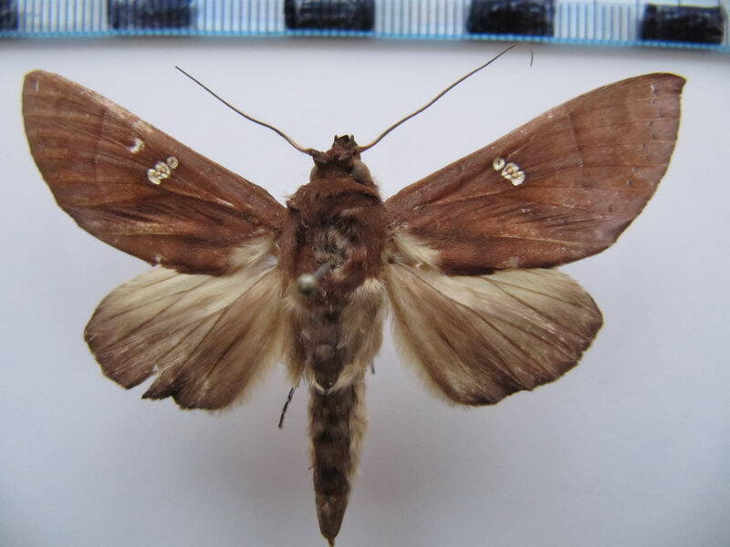 hapigia_rufescens_02_gf-standard.jpg
