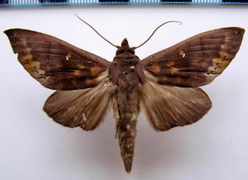 hapigia_simplex_beuvea_gf-standard.jpg