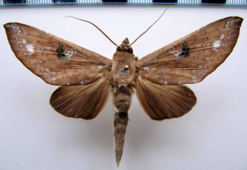 hapigia_smerinthina01_gf-standard.jpg