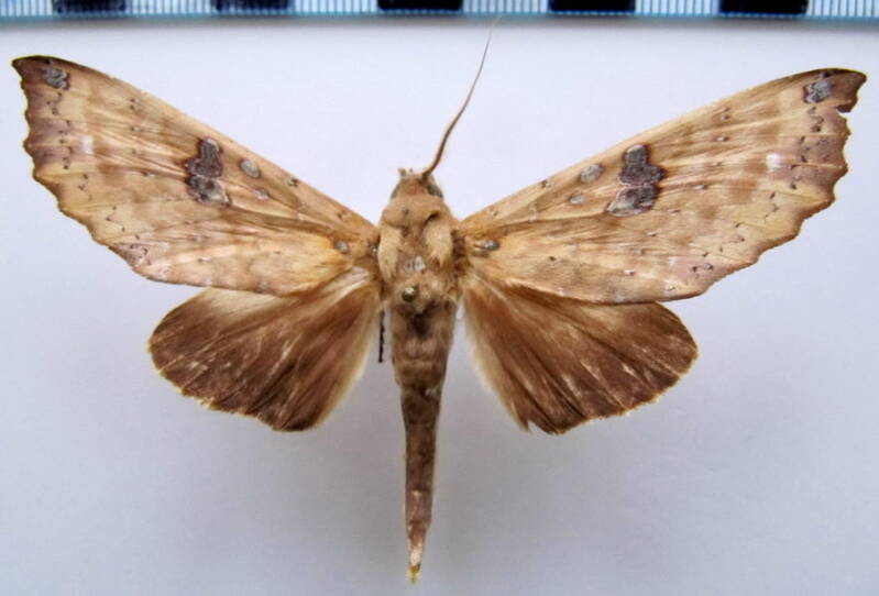 hapigia_smerinthoides_gf-standard.jpg