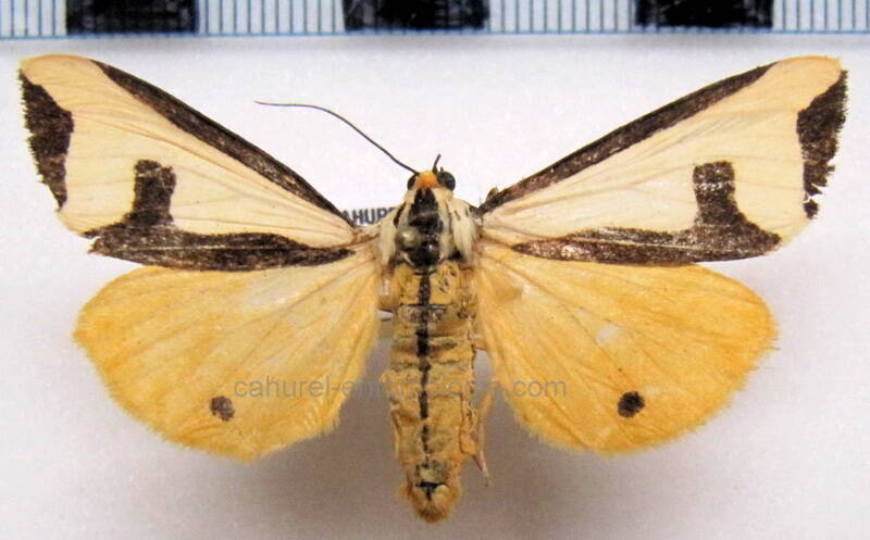 haploa_clymene_m_eu-standard.jpg