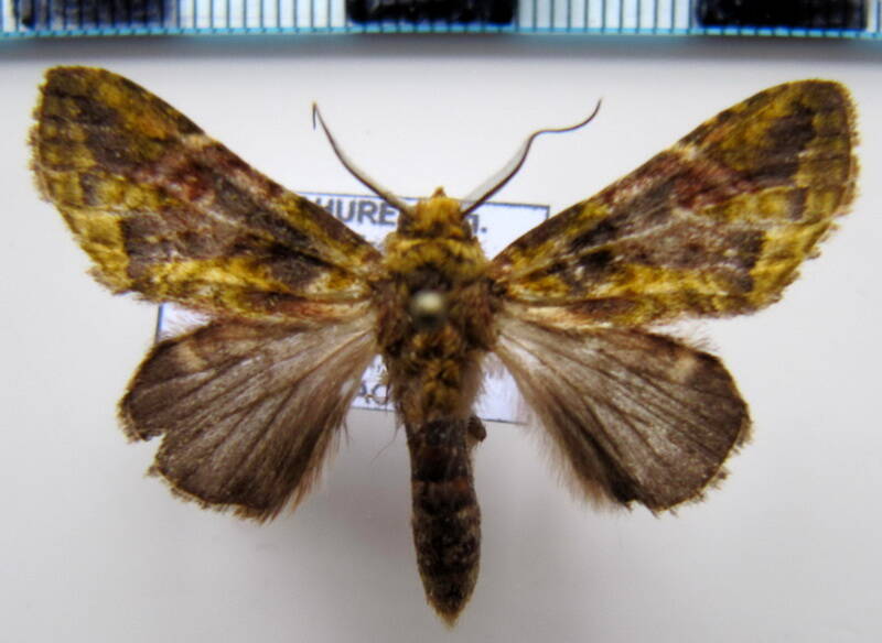 hardingia_sp_gf-standard.jpg
