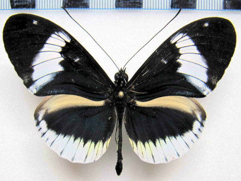 hel_cydno_alithea_neustetteri_white