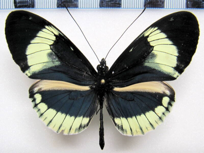 hel_cydno_alithea_neustetteri_yellow