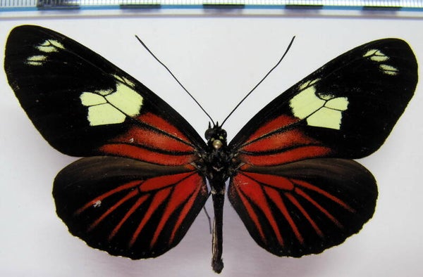 Heliconius doris delila mâle A1-  Equateur