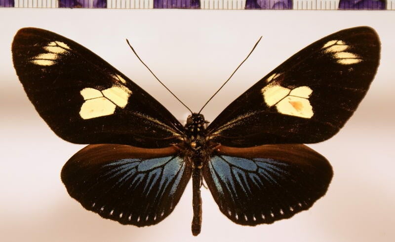 Heliconius doris mâle A1-  Equateur