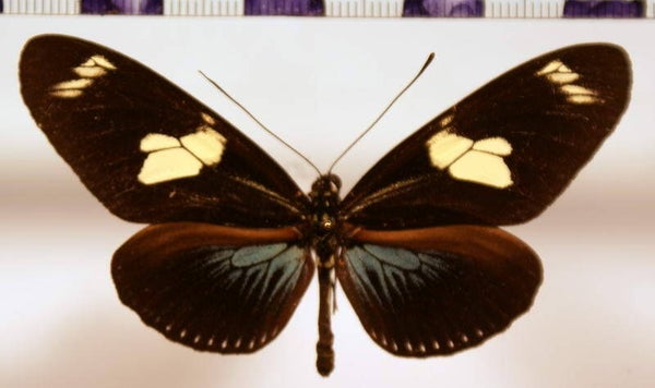 Heliconius doris mâle A1-  Guyane française