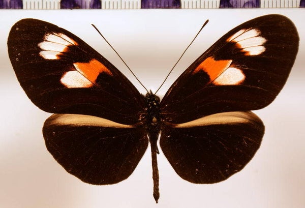 Heliconius melpomene plesseni mâle A1-  Equateur