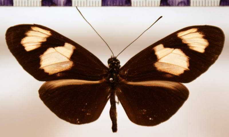 hel_melpomene_xenoclea_ab02-standard.jpg
