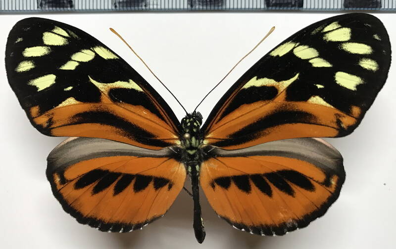 heliconiius_hecale_quitanela_m_eq02-standard.jpg