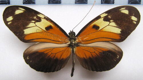 heliconiuis_ismenius_boulleti_col-standard.jpg